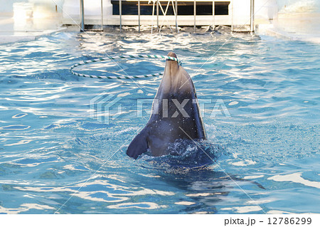 水族館のイルカ 12786299