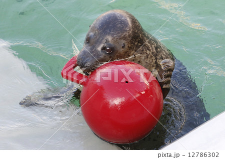 ボールで遊ぶゴマフアザラシ 12786302