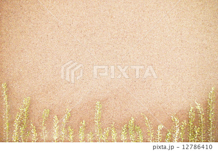 ぺんぺん草　横長 12786410