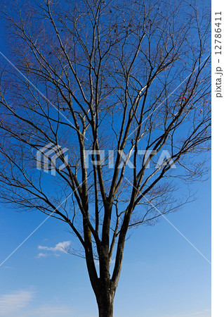 冬枯れ 12786411