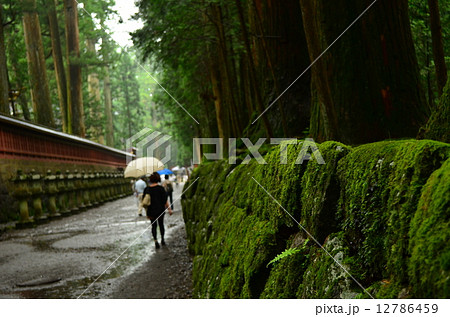 苔の風情 苔の風情 12786459