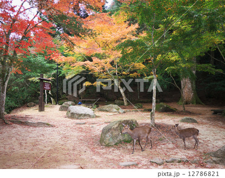 宮島・紅葉 12786821