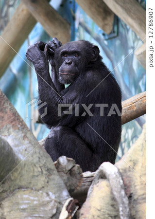 チンパンジー チンパンジー 12786907