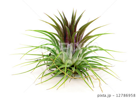 Tillandsia on white background. 12786958