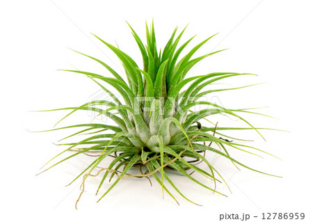 Tillandsia on white background. 12786959