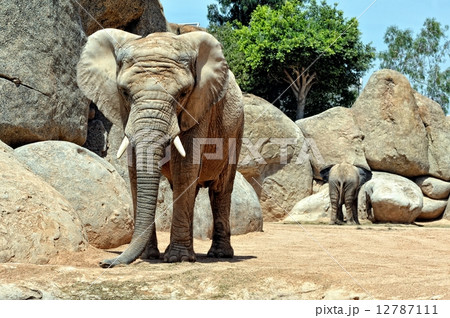 African elephant family in natural environment standing under African elephant family in natural environment standing under 12787111