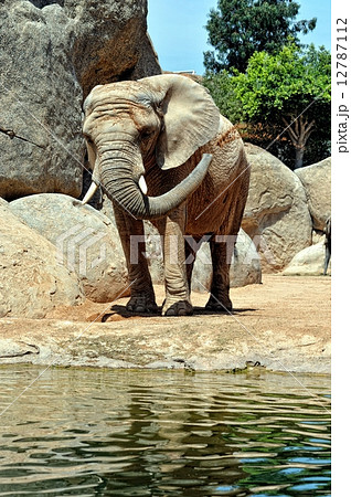 African elephant family in natural environment standing under African elephant family in natural environment standing under 12787112