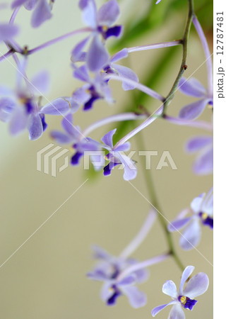 かわいいランの花 12787481