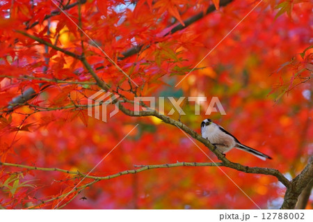 紅葉と野鳥 紅葉と野鳥 12788002