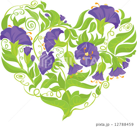 Convolvulus Flowers Heart Isolated On White のイラスト素材