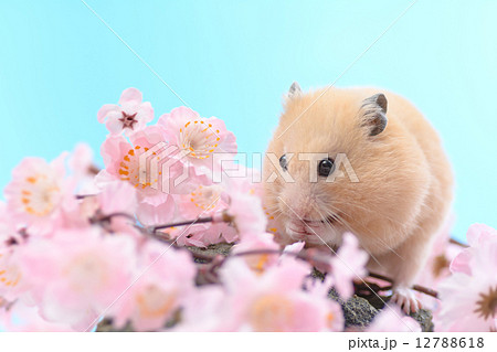 ♡お花が沢山咲く場所で にぎっ ハムちゃんズ♡お花見 桜 ハムスター