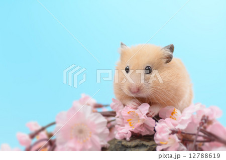 桜の花びらとキンクマハムスター 12788619