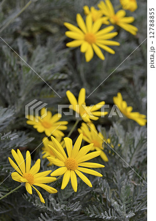 ユリオプスデージー 12788855