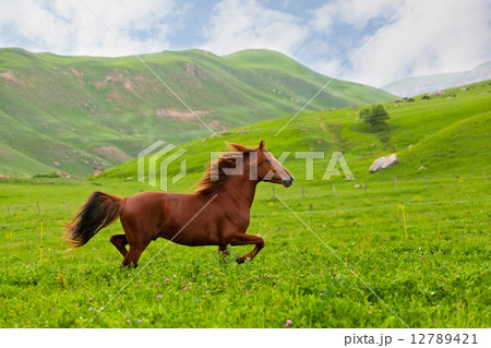 bay horse skips on a green meadow against mountains 12789421