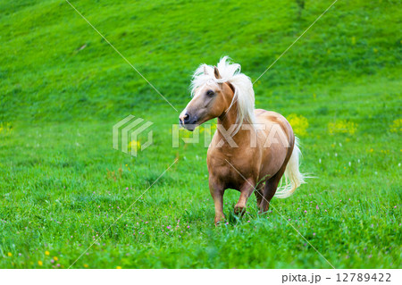 bay horse goes on a green meadow 12789422