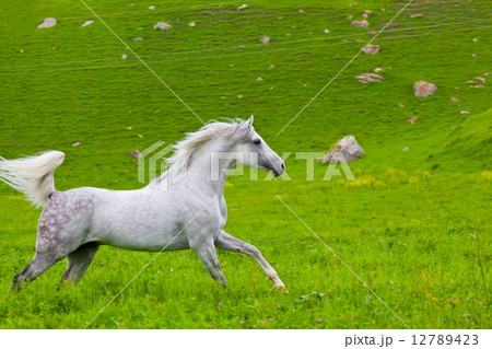 Gray Arab horse gallops on a green meadow 12789423