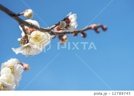 梅の花 12789745