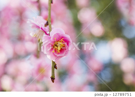 梅の花 12789751