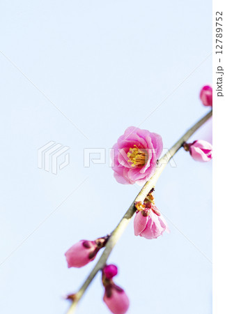 梅の花 12789752