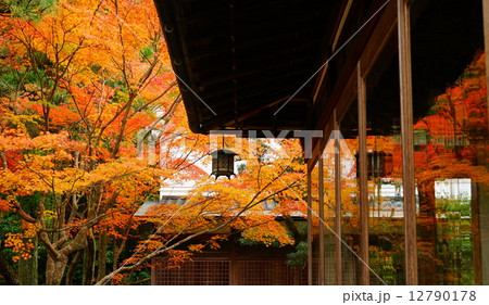 奈良・吉城園の紅葉 12790178