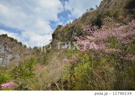 アケボノツツジと山桜 (高知県稲叢山いなむらやま) アケボノツツジと山桜 (高知県稲叢山いなむらやま) 12790239