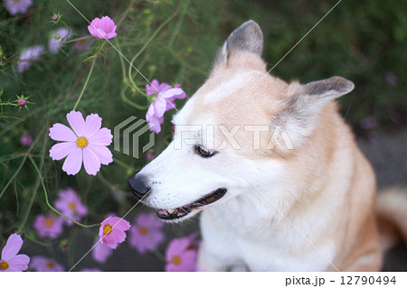 コスモスと犬の横顔の写真素材