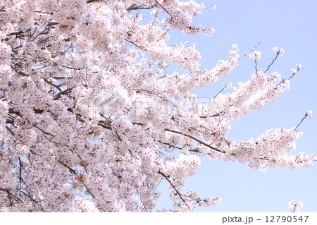 満開の桜と青空 12790547