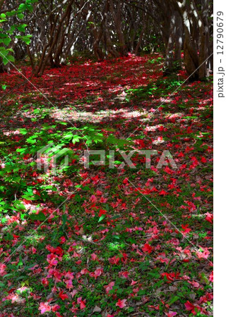 オンツツジ落花９ 徳島県山川町高越山船窪つつじ公園 の写真素材