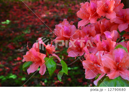 オンツツジ落花8 (徳島県山川町高越山船窪つつじ公園) オンツツジ落花8 (徳島県山川町高越山船窪つつじ公園) 12790680