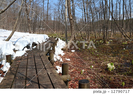 早春の荒沢湿原 12790717
