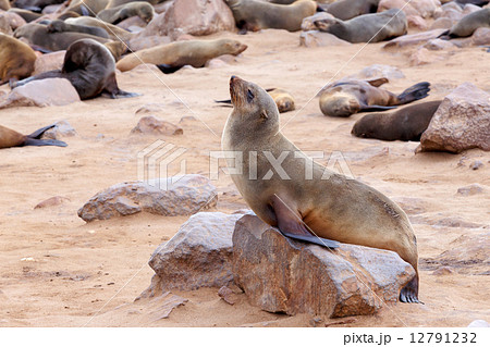 portrait of Brown fur seal - sea lions in Namibia portrait of Brown fur seal - sea lions in Namibia 12791232