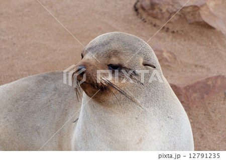 Small sea lion - Brown fur seal in Cape Cross, Namibia 12791235