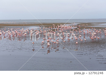 Rosy Flamingo colony in Walvis Bay Namibia 12791246