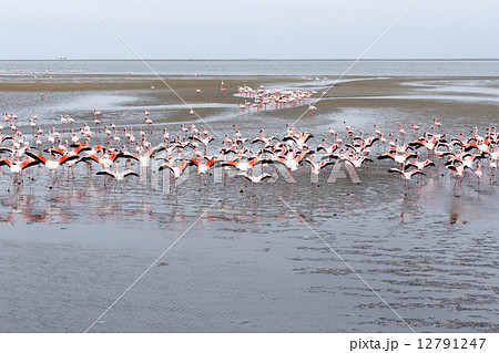 Rosy Flamingo colony in Walvis Bay Namibia 12791247