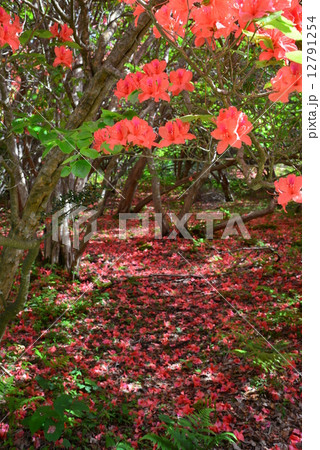 オンツツジ群落７ 徳島県山川町高越山船窪つつじ公園 の写真素材