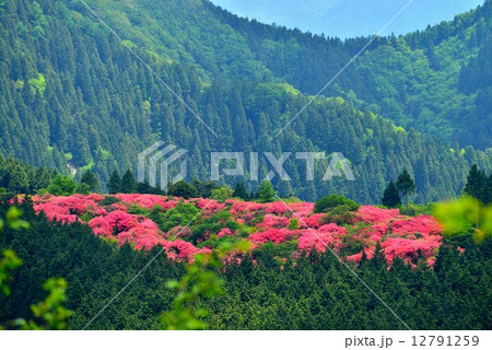 オンツツジ群落３ 徳島県山川町高越山船窪つつじ公園 の写真素材