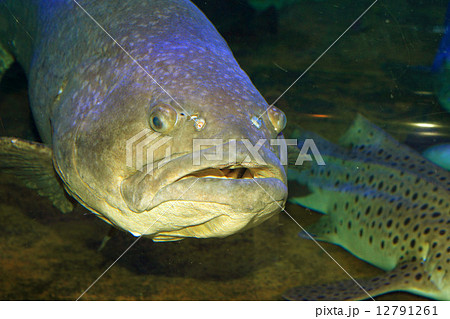 タマカイ タマカイ 12791261