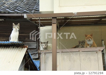 野良猫たち 野良猫たち 12791294