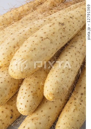 山芋 長芋 山芋 長芋 12791369