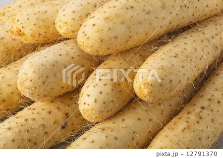 山芋　長芋 12791370