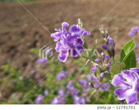 水晶色したジャスミン 12791701