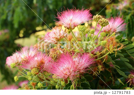モンキーポッドの花の写真素材
