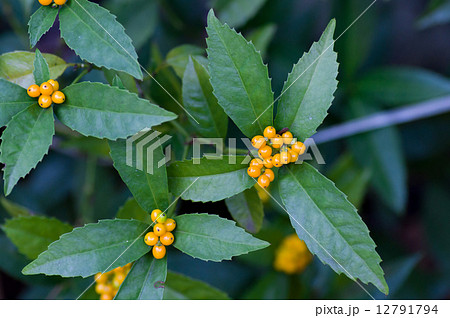 黄実千両 黄実千両 12791794