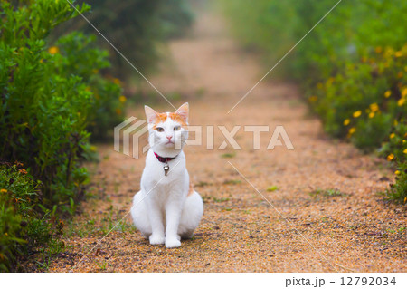 cat on the path foggy morning 12792034