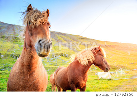 Icelandic ponies 12792350