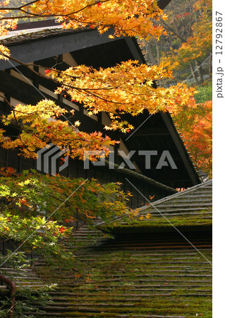 紅葉の法師温泉 紅葉の法師温泉 12792867