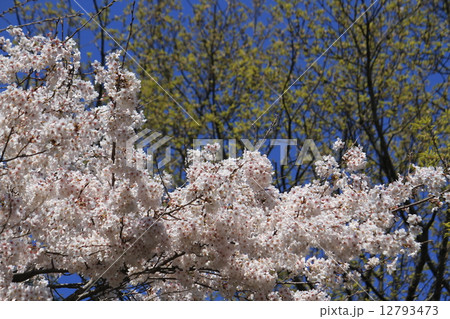 岡山県　安養寺の桜　 12793473