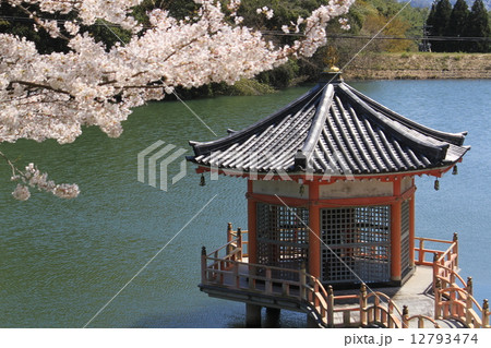 岡山県　安養寺　浮見堂と春 12793474