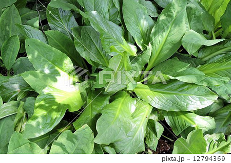 ミズバショウ／尾瀬 12794369