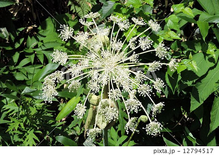 ドクゼリ／尾瀬 12794517